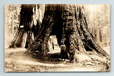 c1911 RPPC Postcard Mariposa Grove WY Giant Sequoias Ohio & Haverford Two Men picture