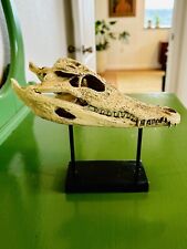 Gator Skull Taxidermy On Museum Stand W/teeth Collector Quality picture