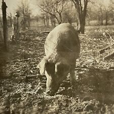 Vintage Snapshot Photograph Outdoor Everyday Farm Life Pig picture