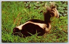 Animals~Skunk In Tall Grass Pardon My Scent~Vintage Postcard picture