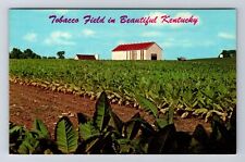 KY-Kentucky, Tobacco Field, Antique, Vintage Postcard picture