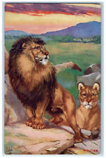 c1910 Wild Animals Lion and Lioness Unposted Antique Oilette Tuck Art Postcard picture