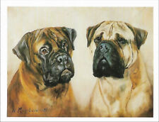 Bullmastiff Note Cards ~ Ruth Maystead 4 pack picture