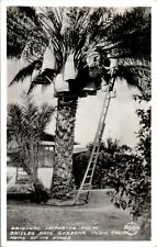 Imported Palm Tree, Shield's Date Gardens, Indio, California CA RPPC Postcard picture