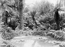 The fernery in Rosalind Park Bendigo Victoria 1890 OLD PHOTO picture