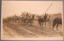 C. 1929, Illinois State Fair, Grand Champion Mule, parade, AZO RPPC, Animals picture