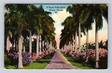 Miami FL-Florida, Royal Palm Drive, Antique, Vintage c1953 Postcard picture