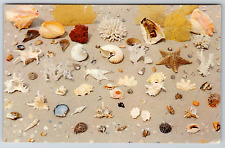 c1960s Collection of Shells Coral Florida Varietes Beach Vintage Postcard picture