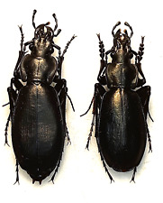Carabidae, Carabus (Archiplectes) rebellis pair A1,  N. Georgia picture