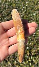 HUGE Spinosaurus Dinosaur Tooth Fossil 4.9” Theropod Cretaceous Morocco Kem Kem picture