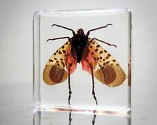 Spotted Lanternfly in Resin, Tiny Insect in Resin, Oddities, Lycorma Delicatula picture