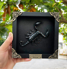 Real Scorpion Framed Gothic Decor Taxidermy Dried Insects Bugs Wall Decor picture