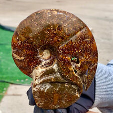 400G Rare Natural Tentacle Ammonite FossilSpecimen Shell Healing Madagascar picture