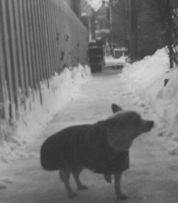 3F Photograph 1959 Cute Little Chihuahua Dog  With Coat Cold Snow Path 1950's picture