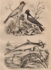 Marteau (Hammerhead shark). Isognomon. Martin birds 1834 old antique print picture