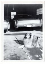 vintage enlarged snapshot image handsome collie dog,cars,garage,snow,driveway picture