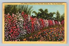 Orlando FL-Florida, Eola Park, Hedge Of Sweet Peas, c1950 Vintage Postcard picture