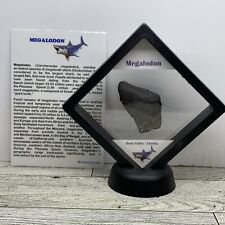 Megalodon Extinct Shark Authentic Tooth Fossil Partial in Display picture