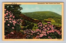 WV- West Virginia, Rhododendron, State Flower, Antique, Vintage Postcard picture