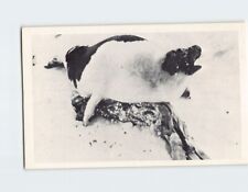 Postcard A mother harp seal bellows her anguish Canada picture