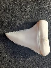 5 Modern Great White Shark Teeth picture