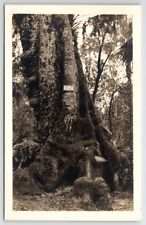 Sebring FL RPPC Laurel Oak Tree 823 Yrs Old At Time of Photo c1930s Postcard Y24 picture