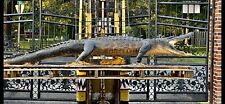 Large Vintage 10ft Taxidermy Alligator picture