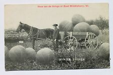 Old exaggeration postcard WINTER SQUASH, HOW WE DO THINGS AT EAST MIDDLEBURY, VT picture