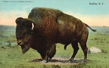 Vintage Postcard Giant Animal Herd Big Head Thick Hair Buffalo New York NY picture