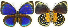 MOUNTED SPREAD BUTTERFLY - Agrias phalcidon excelsior f. komachiae, F picture