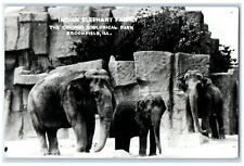 Indian Elephant Family Chicago Zoological Park Brookfield IL RPPC Photo Postcard picture