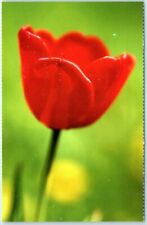 Postcard - A Tulip picture