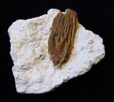 Mold of Crinoid Fossil- Ordovician- Cincinnati, Ohio picture