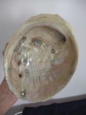 VINTAGE 1958 Abalone Shell From the Pacific picture