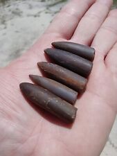 Lot of 5 Fossil  Belemnite Specimens Madagascar Fossilized Cephalopods. Q6 picture