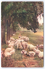 Postcard Scenic Country View Of Sheep Resting In Shade Posted 1907 picture