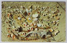 1961 Postcard Treasures From The Outer Banks   North Carolina NC Sea Shells picture
