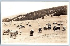 Avon Montana MT Postcard RPPC Photo Sheep Scene Field Mountain c1940's Vintage picture