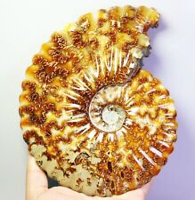 2.94lb Collection  Natural Ammonite Shell Fossil Crystal Stone Mineral Specimen picture