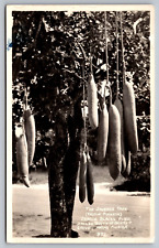 The Sausage Tree-Charlie Blacks Place-Miami Florida-Vintage RPPC Photo Postcard picture
