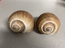 Lot of 2 Giant Tun Sea Snail Shells 