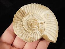 Big 100% Natural WHITE Ribbed AMMONITE Fossil Madagascar 129gr picture