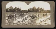 Philippines Filipino farmers preparing fields for rice, near Manil - Old Photo picture
