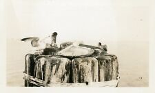Sleeping Pelicans Saint Pete Beach Florida 1930s Still Life Found Vintage Photo picture