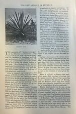 1885 Yucatan Mexico Henequen Plant Merida Noria Las Monjas Izamal illustrated picture