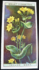 1923 W.D. & H.O. Wills Tobacco Card Wild Flowers #50 Yellow Wort VG/EX picture