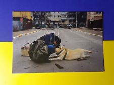 War in Ukraine 2022 - Postcard Save the animals. Dog picture