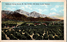 Vintage 1920's Orange Groves, Mt. San Antonio Old Baldy, California CA Postcard picture