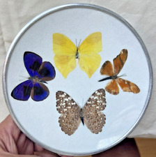 Vintage Butterfly Taxidermy Assorted Collection Round Framed Wall Decor Art 6.5