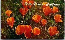 California Poppy, California's State Flower Postcard picture